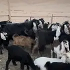 معزاء 18 معهن 7 جفار