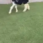طلي نجدي صنف