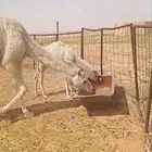 خلفه وضحاء تحتها قعود مراح طيب