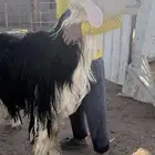 فحل نجدي مشروط