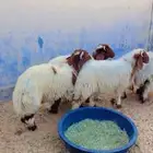 طليان نعيم الريآض حي الشفآء آي مكان نوصل فيه ذبح باقي آثنين
