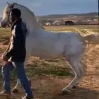 حصان شعبي