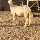 صفرا ثنية حاشد ( تم البيع )