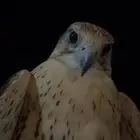 طير حر من حر