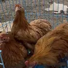 دجاج كوشن القزم بشاير