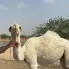 قعود مشروع فحل تمامي على بعير الدويش