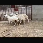 ضان حريه