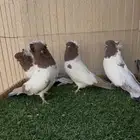 حمام سوداني