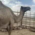 اركه ضروبه