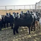 جفرات للبيع