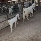 عنز ثنيه