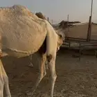 معشر على ولد الحاكم ابن قريع