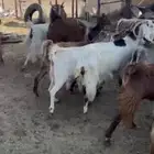 معزاء مراح واحد للبيع