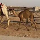 عشرا وضحا تحتها قعود