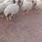 للبيع بهم نعيم