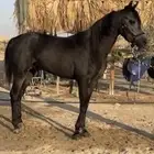 حصان شعبي فاخر
