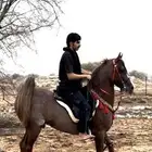 حصان كفو