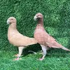 للبيع حمام هومر فاخر