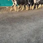 شياه نجد خصم الخصم تممم البيع