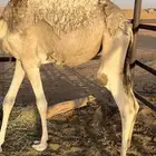 للبيع مفروده شقحاء