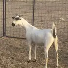 جفره كحلا صنف الصنف