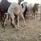 السلام يوجد حشو للبيع العدد 15 فيهن 3 بكار