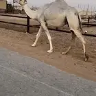 خفوت وضحى طيبه