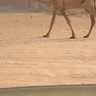 بكره للبيع