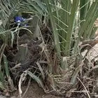 نخل خلاص سبيل لوجه الله