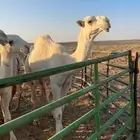 بكره وضحاء