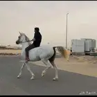 فرس شعبية فاخره