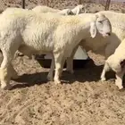 مشروع فحل فاخر ابوه من حلال متعب عيضه