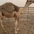 قعدان