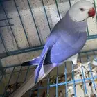 زوج درة كلير تل دبل فاكتور