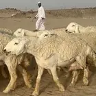 غنم حرية رخال منوة القناي مراح واحد