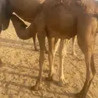 قعود عمره 8 شهور لباني. مطلوب فيه الحد 5500 الموقع الوسقه