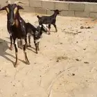 عنز تحتها عناقين