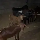 تيوس وعنقان