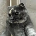 قطه سكوتش