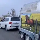 عربه خيل للبيع