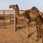 للبيع ناقه