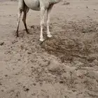 بكره مفروده