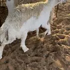 شياه حريات
