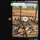 حمام زاجل