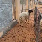 خروف نعيمي يتمم