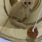 قطه انثى بيع طريف