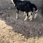 خلفه تحتها طلي