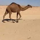 للبيع بكره صفرا مفروده