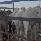 حشو بريه