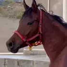 للبيع فرس شعبيه فاخره